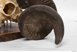 Photo Textures of Mouflon Skull Antlers